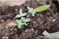 aa29d033-IMG_5493 echeveria - bebice.jpg